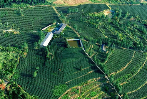 永川区石笋山茶园