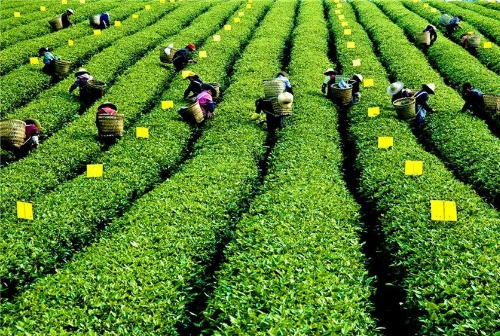 巴南采茶