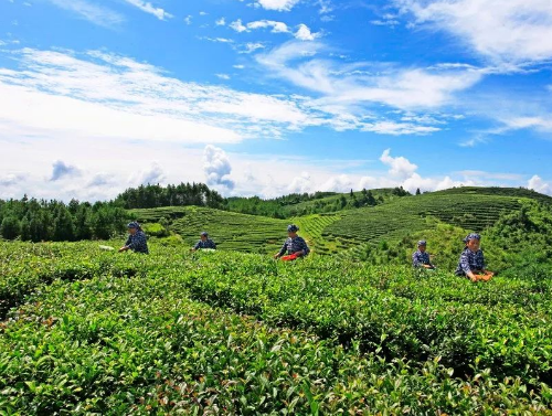万州茶岭贡茶园