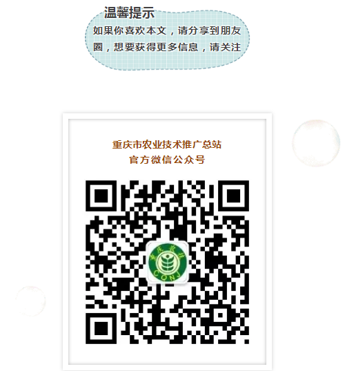 武隆区白马山茶园