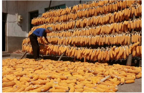 云阳县贫困户玉米喜获丰收