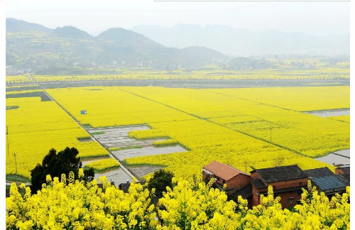 南川东城油菜花