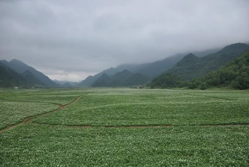 巫溪县红池坝马铃薯基地