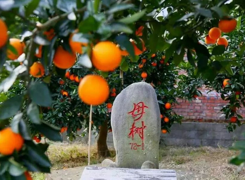 奉节脐橙