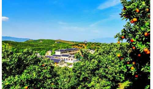 忠县涂井乡友谊村柑橘基地