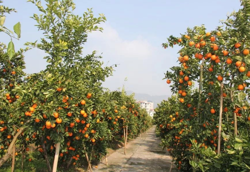 万州甘宁红玫瑰香橙基地