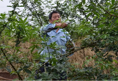 石柱县贫困户在采摘花椒