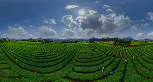 秀山茶叶基地