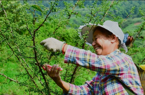 《喜悦》，渝北区农委罗陶陶 摄于渝北区兴隆花椒基地